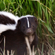 Illustration for article titled Finally, news that doesn’t stink: woman frees skunk stuck in Burger King cup